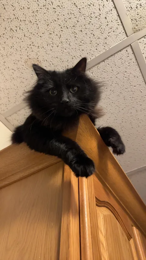 Anyone else’s void still have blue in their eyes from kittenhood?