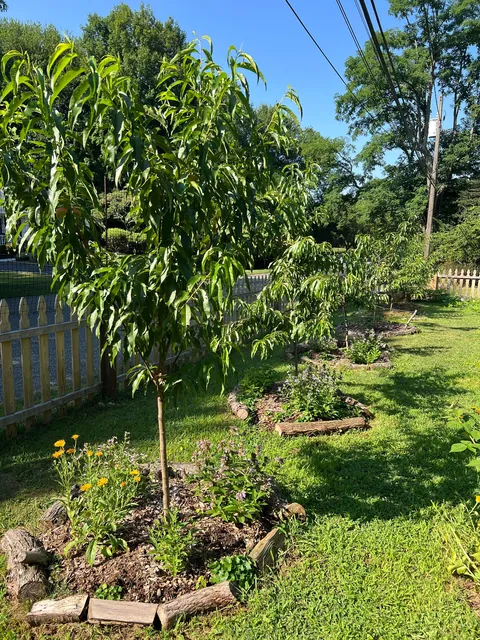 Turned my depression into a front yard garden
