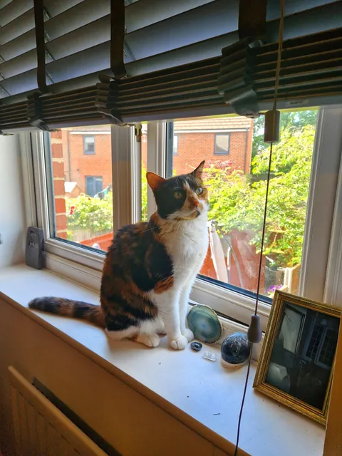 My newly adopted 13YO calico cat. Two days in the new home and she's already running the place.