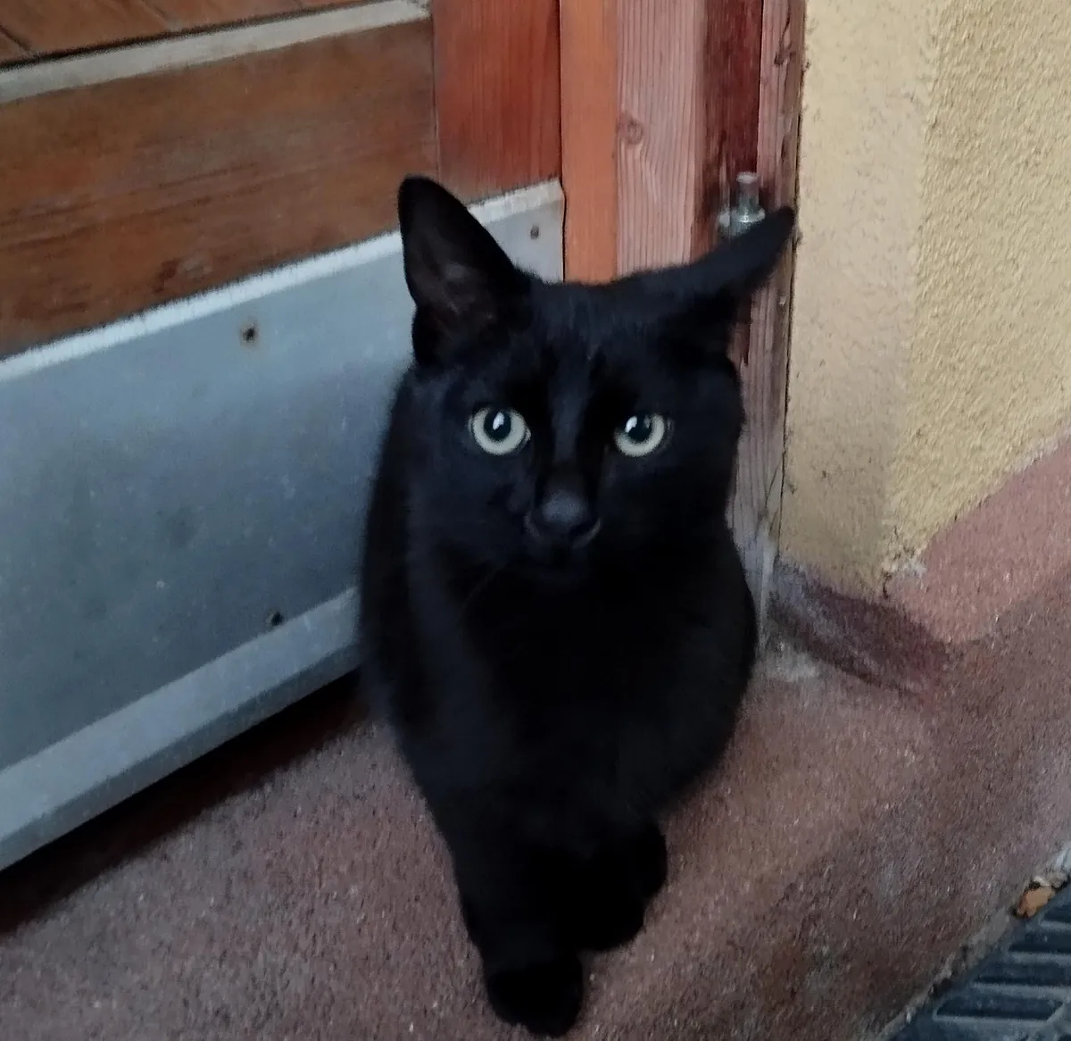 My neighbors cat decided that we are his owners now