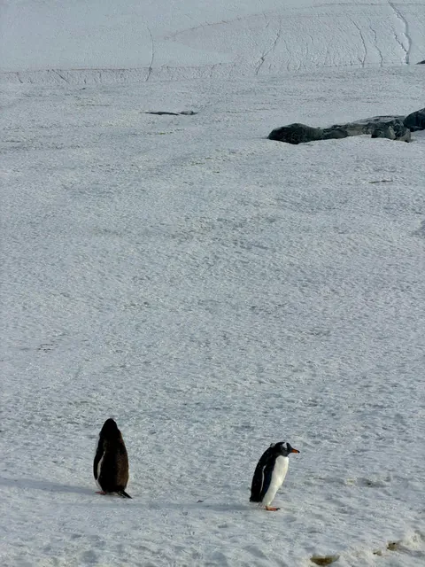 10 days in Antarctica: Wildlife, the Drake Passage and what the expedition was like [OC]