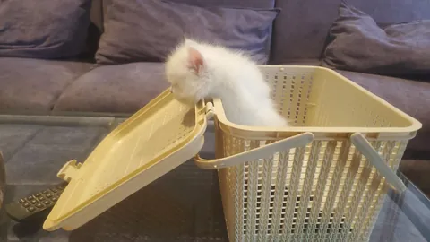 Why do kittens sleep so much? Is it normal?