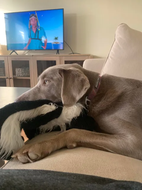 My puppers first and latest Christmas☺️