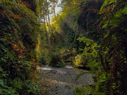 Fern Canyon, California [OC, 5712 x 4284]