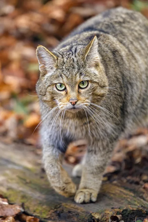 🔥 The majestic European Wildcat (Felis silvestris)