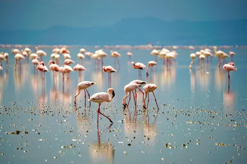 I took my 17 year old nephew to Tanzania. We found two boda-boda drivers in Arusha who let us hire their bikes, but not them. Rode up to Lake Natron. Flamingos!