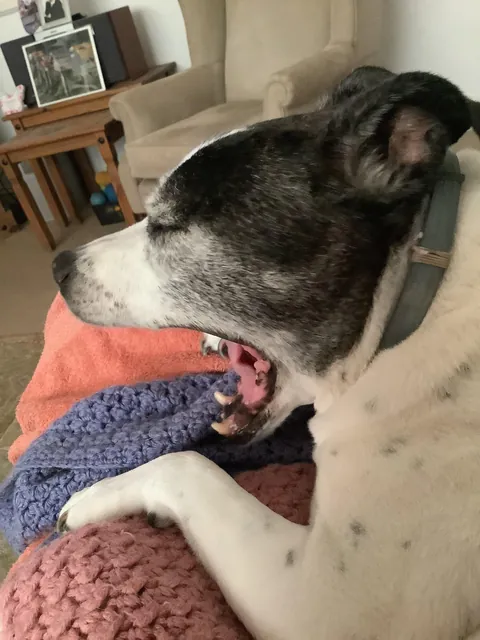 More of da old pupper. She likes to stare a lot lol.