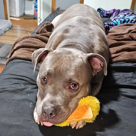 Just a good boy and his duck