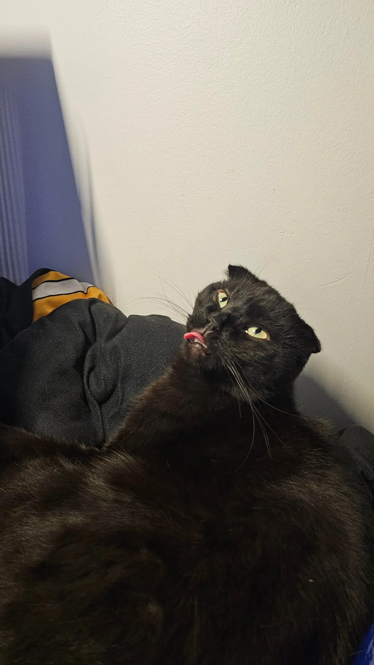 Are my cats ...okay? be honest