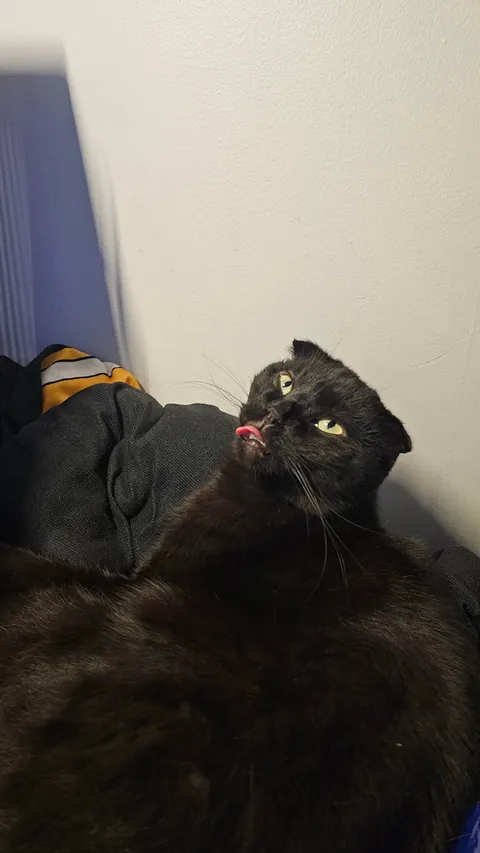 Are my cats ...okay? be honest