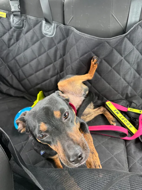 Took little Messiah for a field trip away from the shelter today