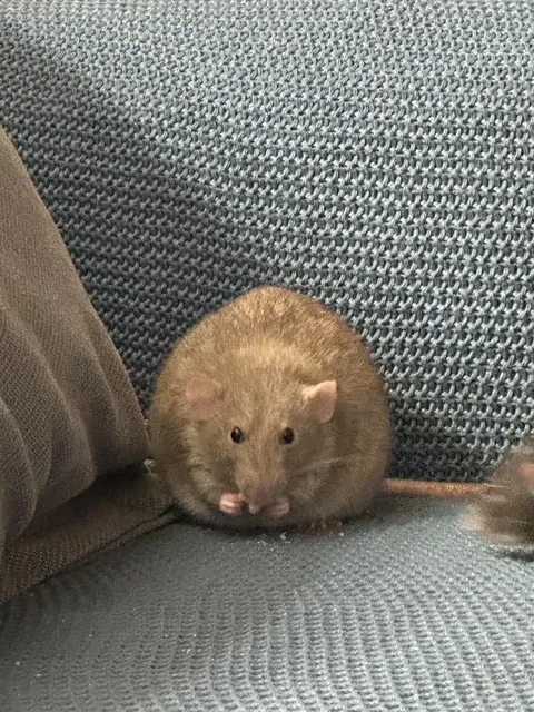 I swear he’s normal sized when he’s not in this position 😭