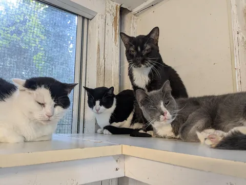 Cattery post: Give them a band name, and possibly an album title