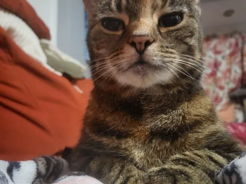 My local cat shelter has a "problem"...they're all out of cats!