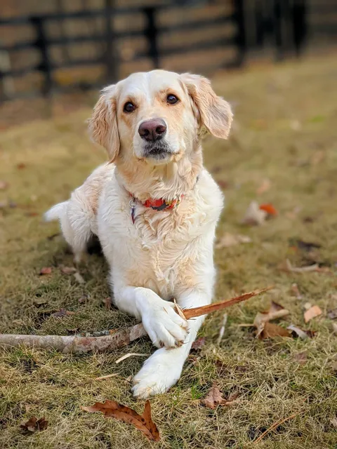 All of my photography is taken off my phone. This is my dog.