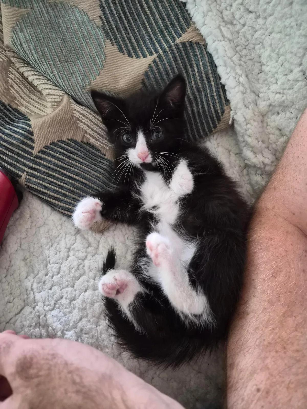 This is our new tiny son, Leo 🦁