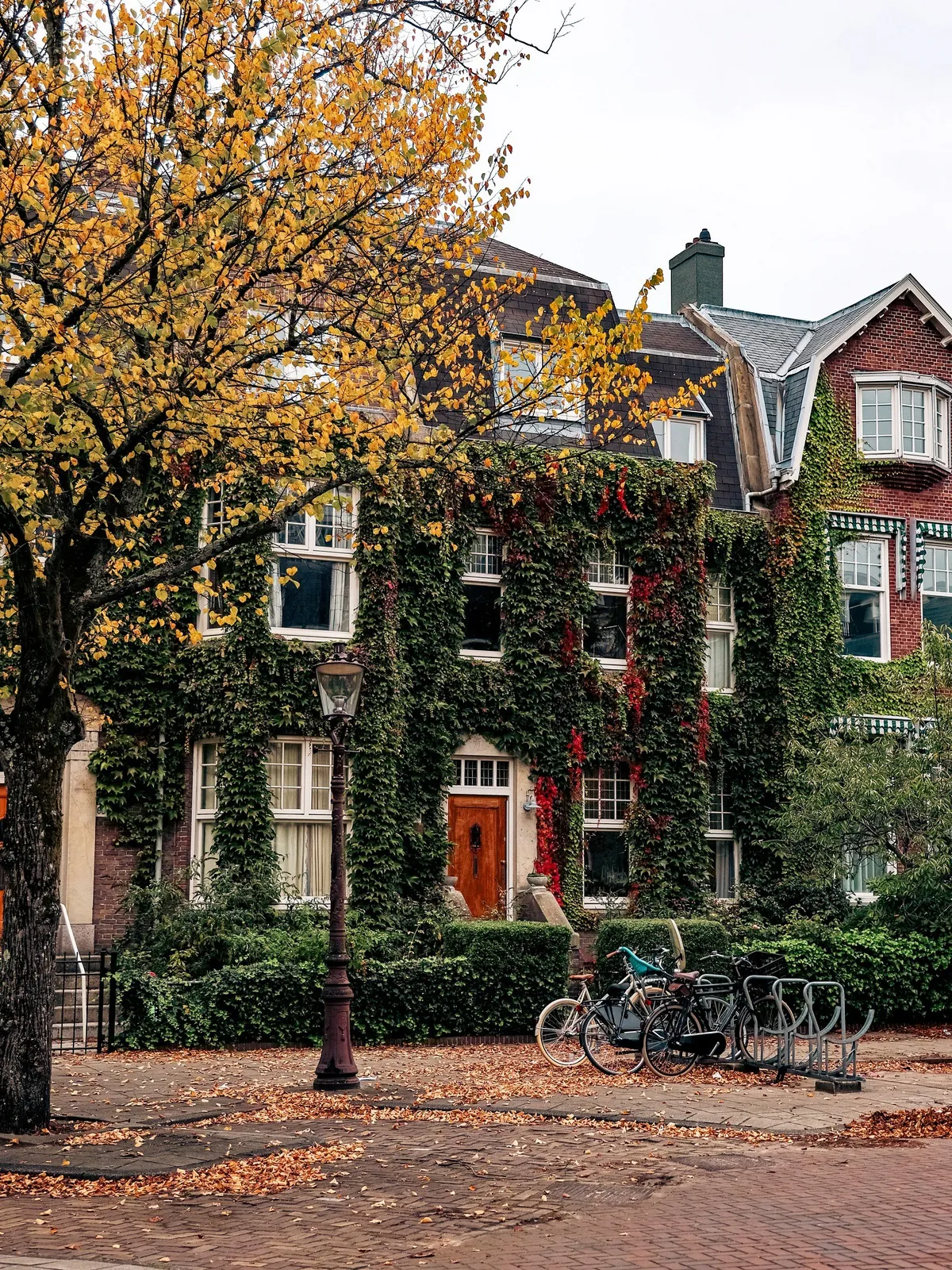 Ivy-covered house in the Oud-Zuid neighborhood of Amsterdam, the Netherlands.