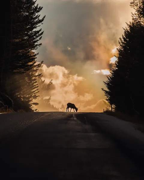 Probably the luckiest shot I've taken [Edit] [Style] [Colour] OC