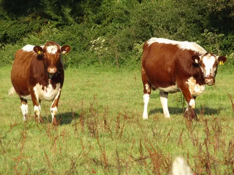 Rose and Willow grazing away from the rest of their herd. They do this every evening.
