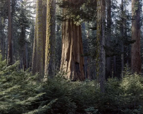 Sequoia National Park [OC][4728x3782]