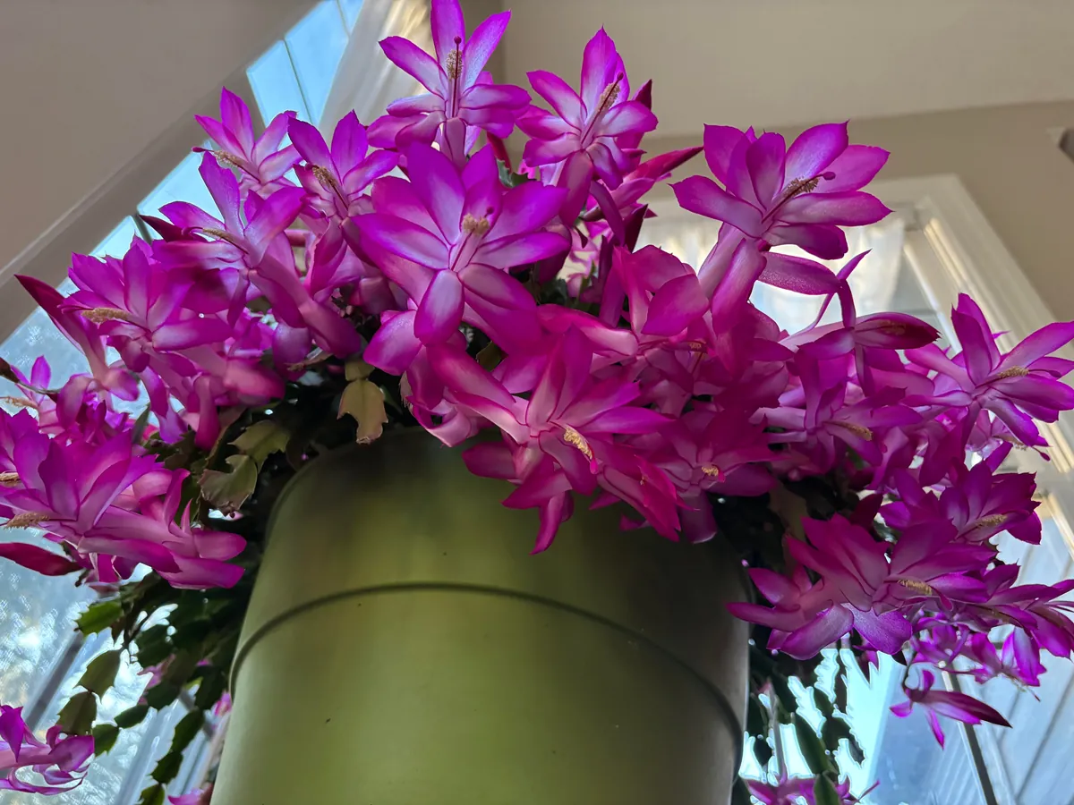 Christmas Cactus as come earlier this year and surprise me how beautiful it is.