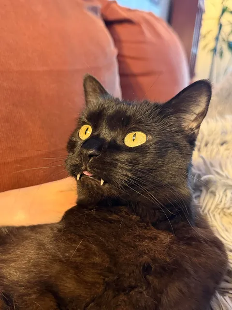 Cats teeth pushing out/getting longer?