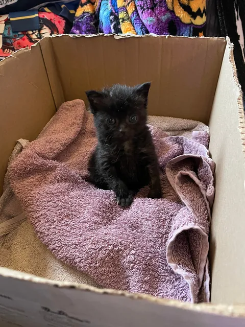 Mortimer The Frostbitten Kitten