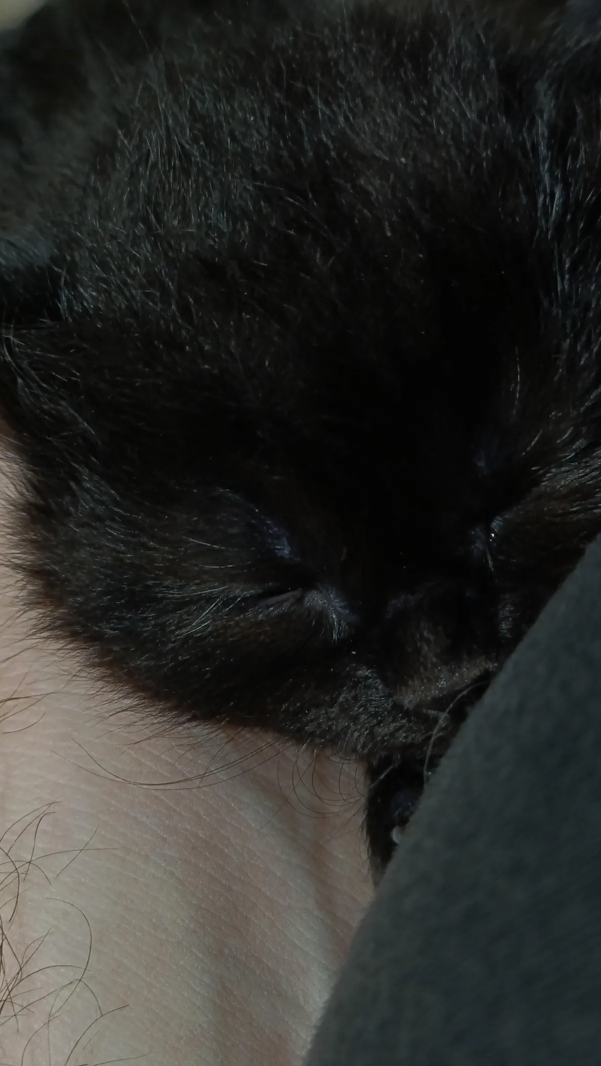 Hiii adopting this little burnt nugget, name suggestions pls!! It's a girl &lt;3