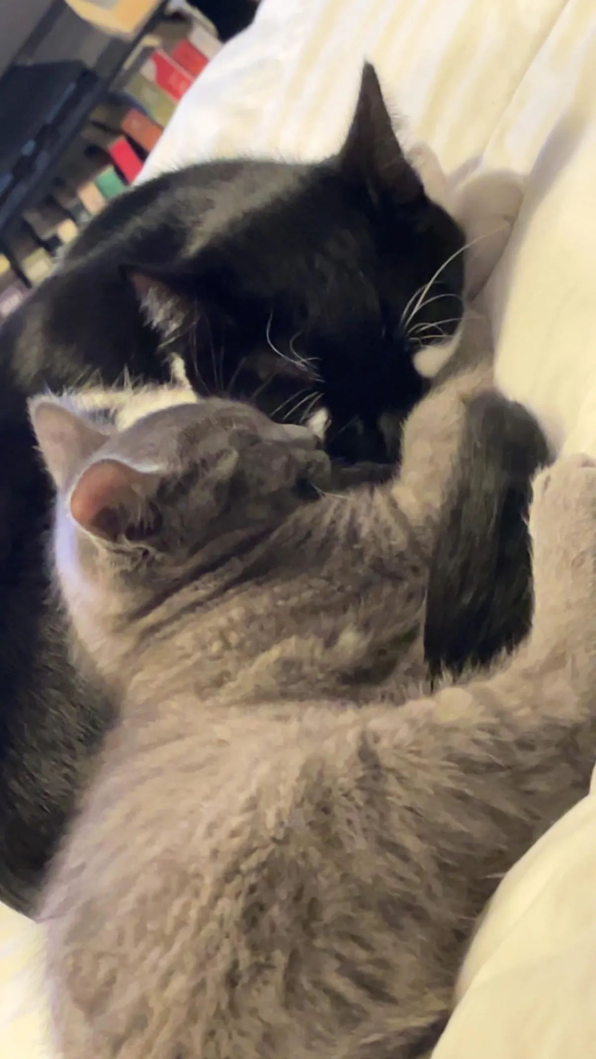 My kitties are friends now &lt;3