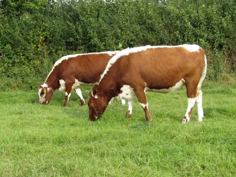 Rose and Willow are never too far apart. I often see them grazing with each other away from the rest of their herd.