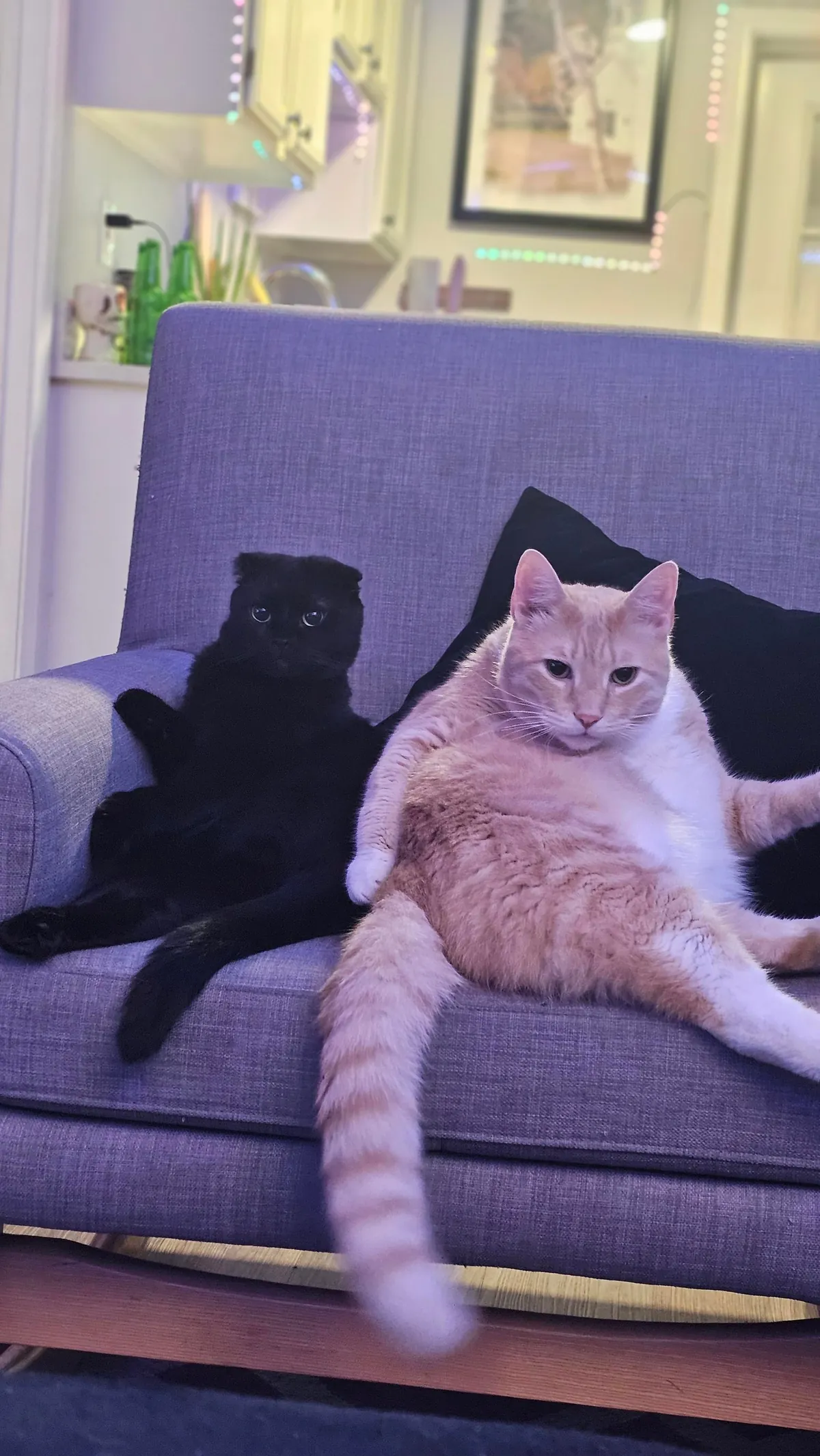 Are my cats ...okay? be honest