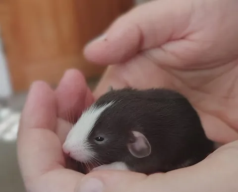 Souplings are two weeks old now