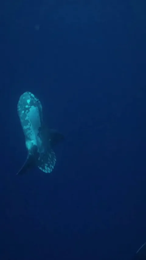 Orca headbutts Mola mola.