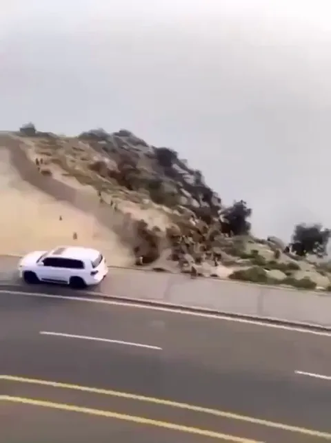 War between monkey clans