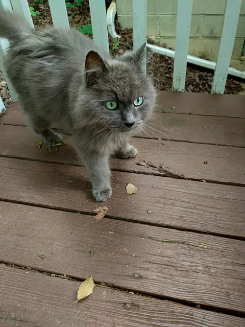 This poor stray girl came around our house. We have 6 cats and I guess we now have a 7th. I went to pet her and she was literally fur and bones. Her hair is matted horribly. We are feeding her tiny bits of wet food over time. She is super sweet and loving. We are going to get her back on her feet.