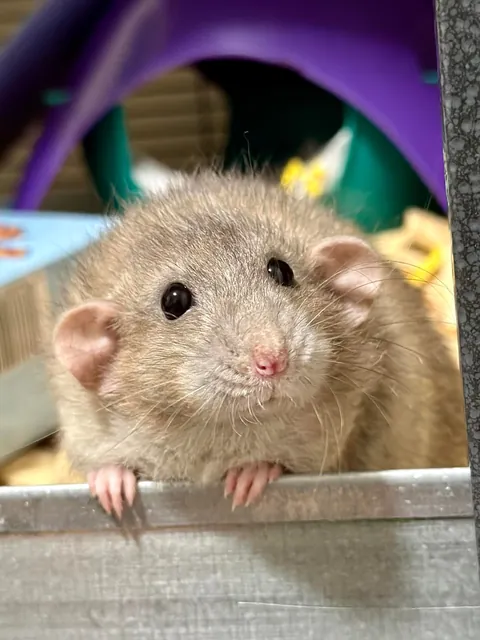 In Loving Memory of President Link 💔