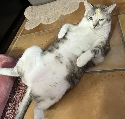 Why don’t you come up and rub my belly sometime? 😉