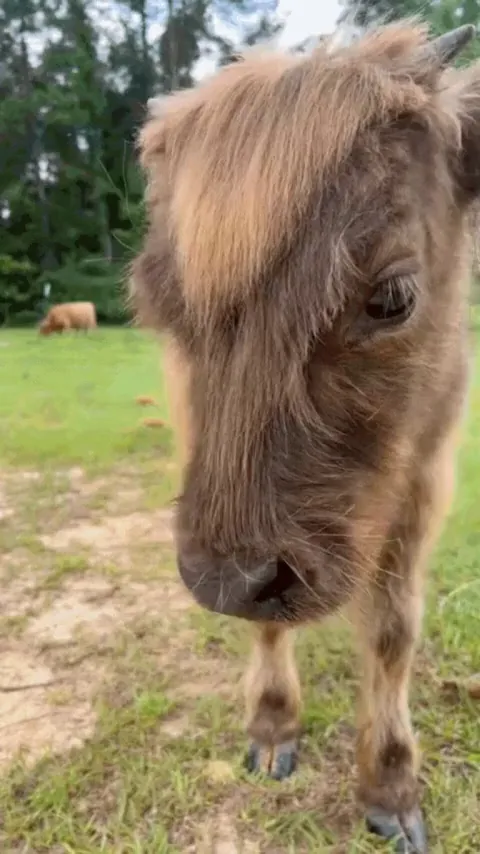 You need to wait your turn for brushing