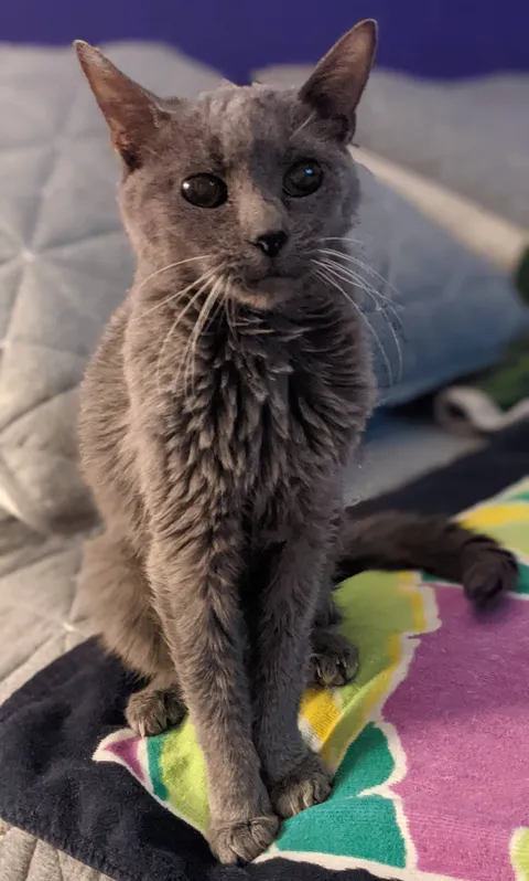 My gray lady. She's 21 years old.