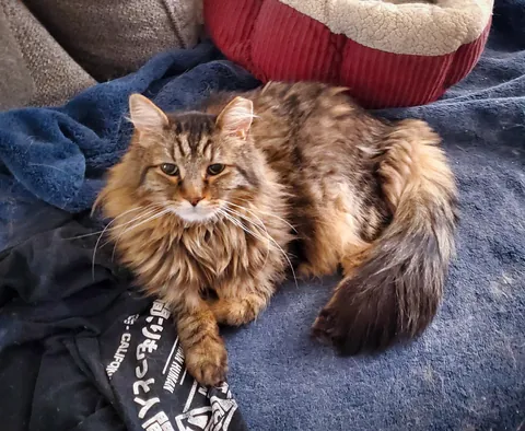 Babu will steal my laundry, "kill" it, then drag it out to show me.