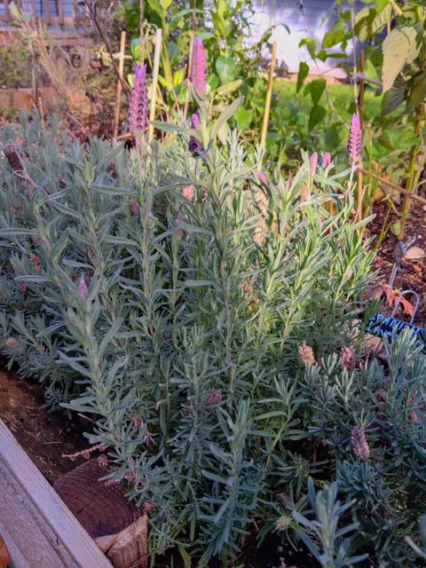 I can't believe our Spanish Lavender is still flowering in December 