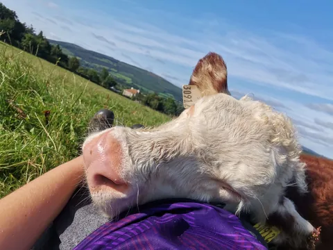 You’ve heard of lap dogs… how about lap cows?
