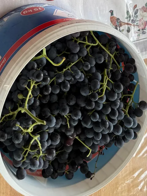 Year of the grapes 🍇