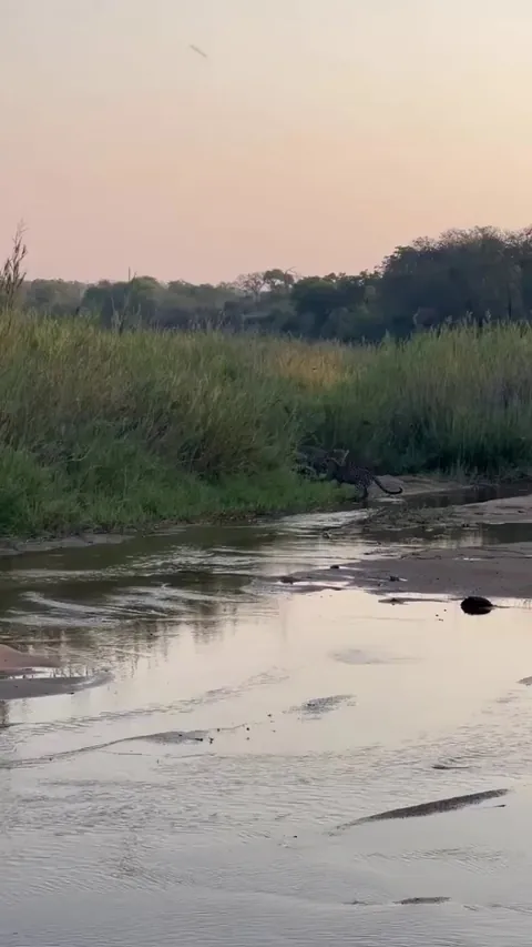 Speaking of Honey Badgers being complete psychos. Here's one fighting THREE adult Jaguars, and trotting away self-assured and apparently unscathed.