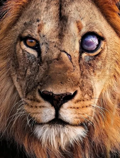Lion with brutal battle scars.