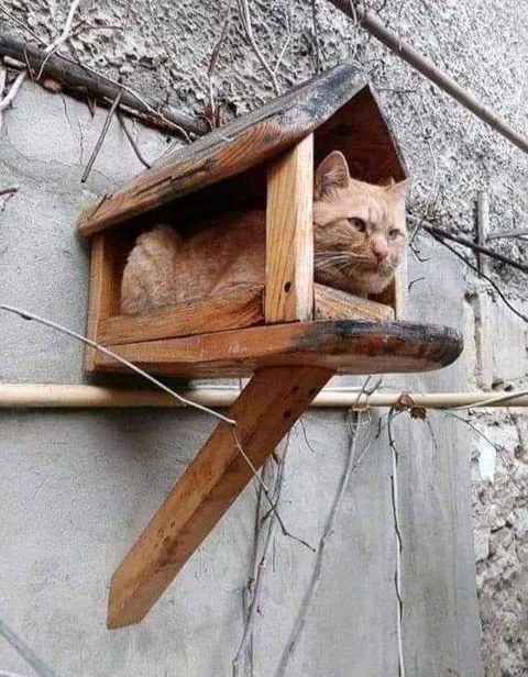 It's not a bird feeder anymore