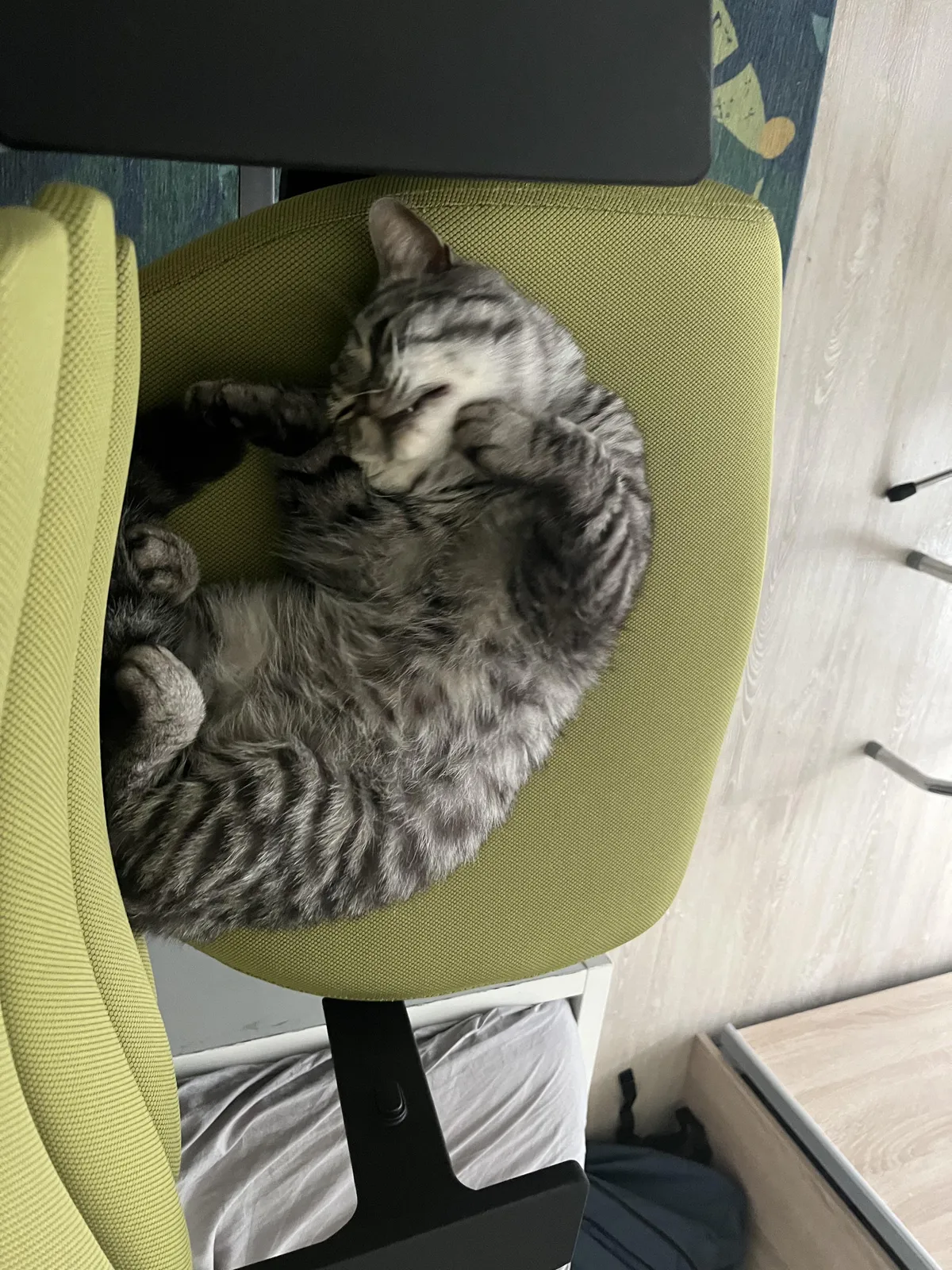 This guy Hunted down 3 birds last two weeks, can i make him stop somehow?