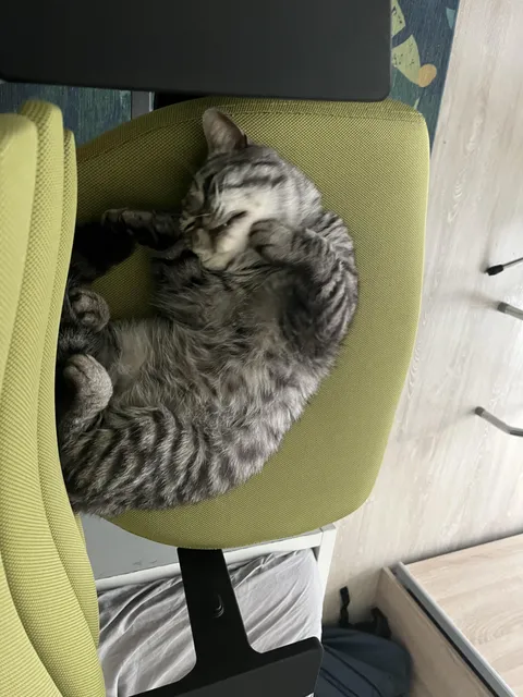 This guy Hunted down 3 birds last two weeks, can i make him stop somehow?