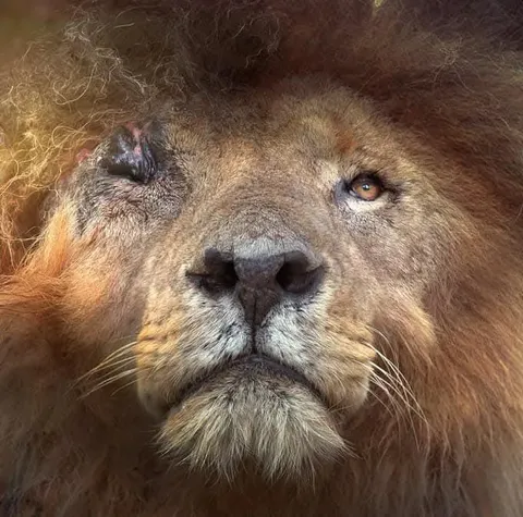 Scarface (2007-2021): The legendary lion who killed 400 hyenas, 130 rivals, battled hippos, drove out crocs, and died alone—a true king.