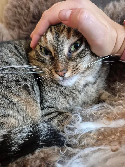 Miso loves some goofy pets when she's in the right mood